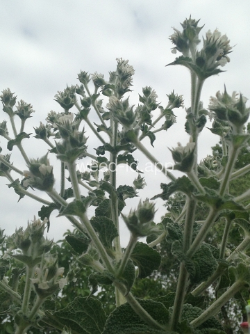 sage, Mediterranean